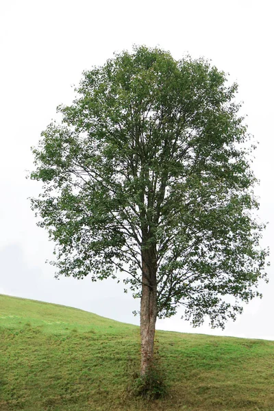 Großer Baum auf dem Hügel der Karpaten — Stockfoto