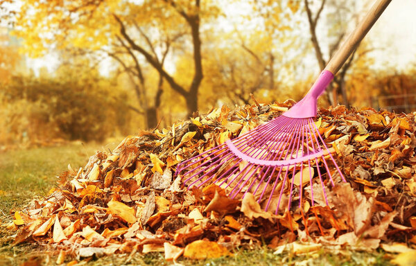 Fan rake and pile of fallen leaves in autumn park, close up view