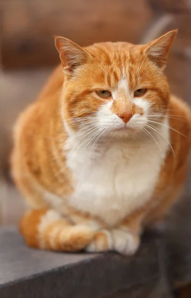 Sevimli kırmızı tekir kedi açık havada — Stok fotoğraf