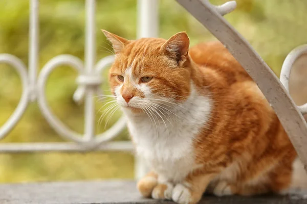 Carino rosso tabby gatto all'aperto — Foto Stock