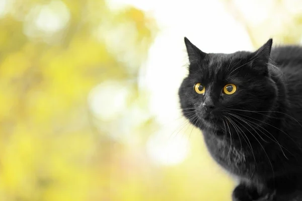 Mignon chat noir sur fond flou, vue rapprochée — Photo