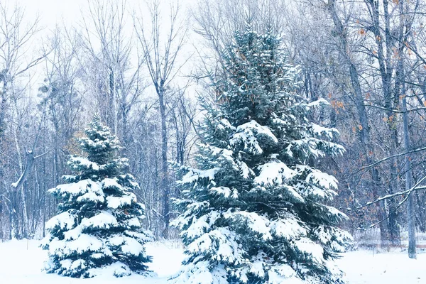 Όμορφη ελάτης δέντρα καλυμμένα με χιόνι στο χειμερινό πάρκο — Φωτογραφία Αρχείου