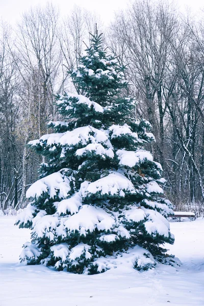 Beautiful fir tree covered with snow in winter park — Stock Photo, Image