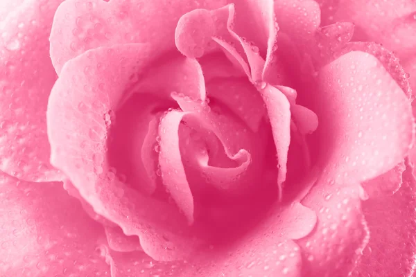 Hermoso patrón de rosa — Foto de Stock