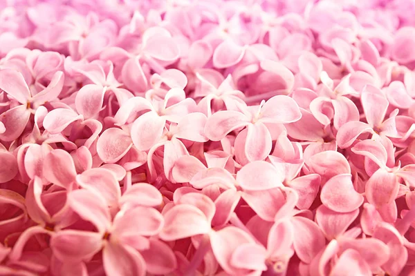Όμορφο σχέδιο ροζ λιλά — Φωτογραφία Αρχείου