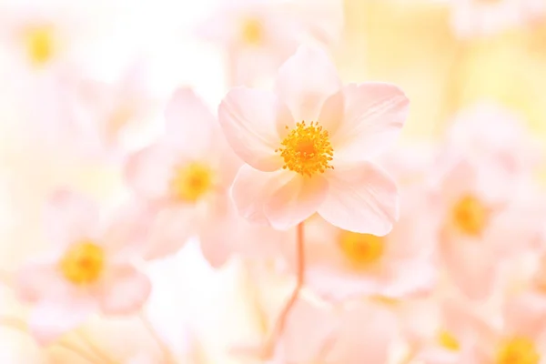 Beautiful bouquet pattern — Stock Photo, Image