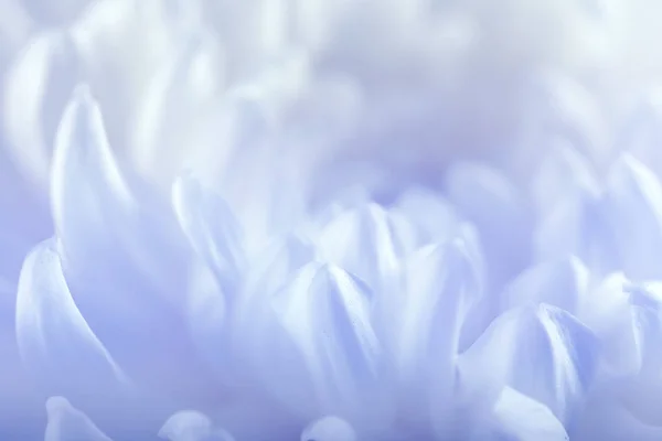 Hermosos pétalos de flor — Foto de Stock