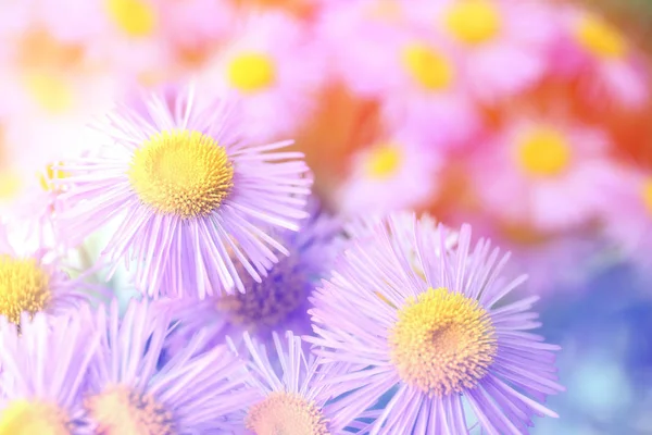 美しい花束、クローズ アップ。花の背景. — ストック写真