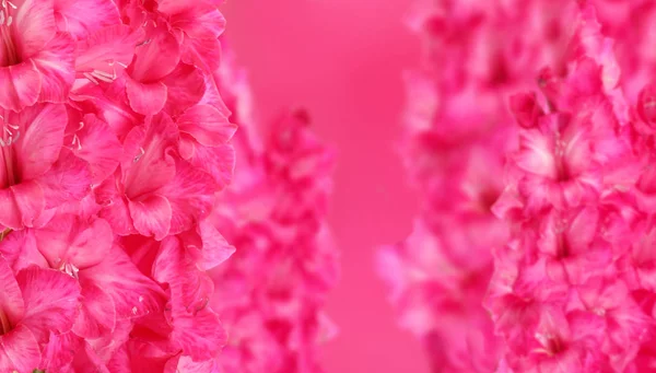 Vackra blommor bakgrund — Stockfoto