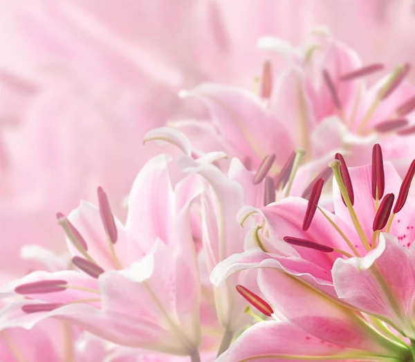 Smukke blomster baggrund - Stock-foto