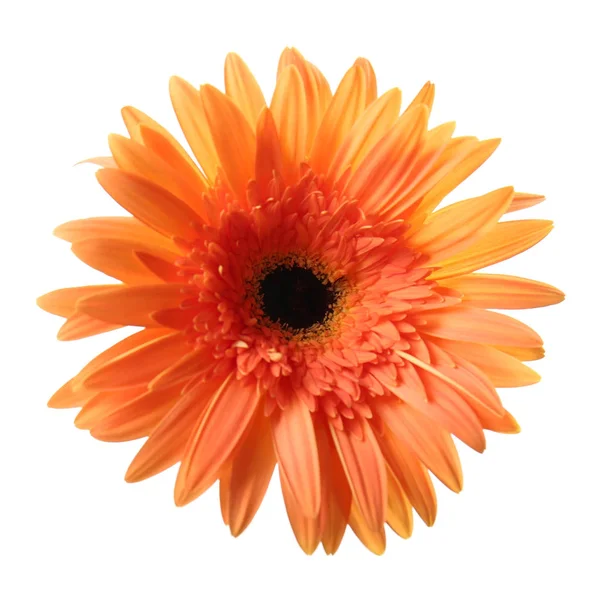 Bel fiore di gerbera — Foto Stock