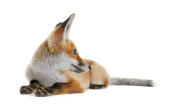 Beautiful fox cub — Stock Photo, Image