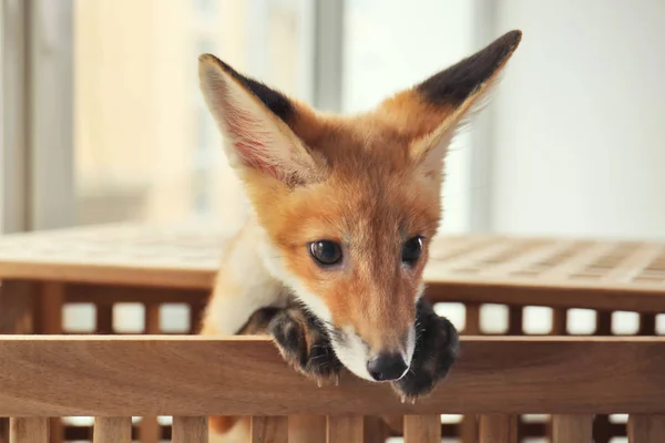 Piccolo cucciolo di volpe — Foto Stock