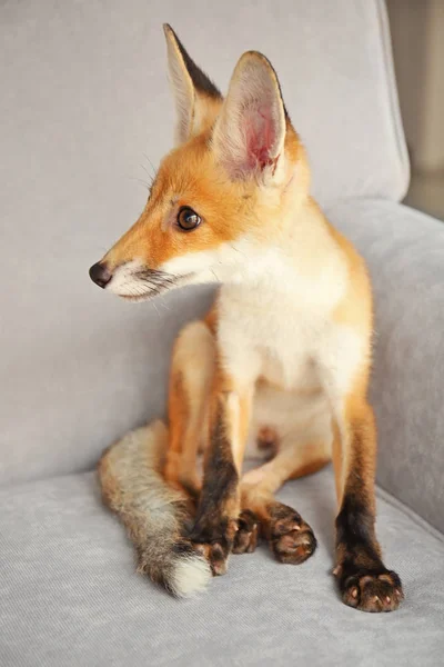 Cute fox cub — Stock Photo, Image