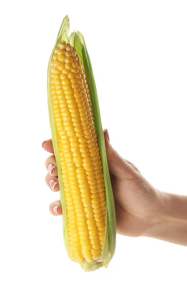 Female hand holding fresh corn — Stock Photo, Image