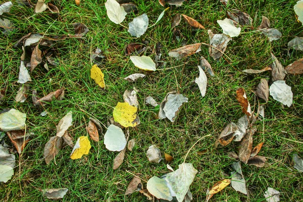 Autumn leaves on green grass — Stock Photo, Image