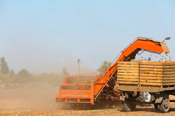Recoltarea ceapa cu echipamente agricole moderne — Fotografie, imagine de stoc