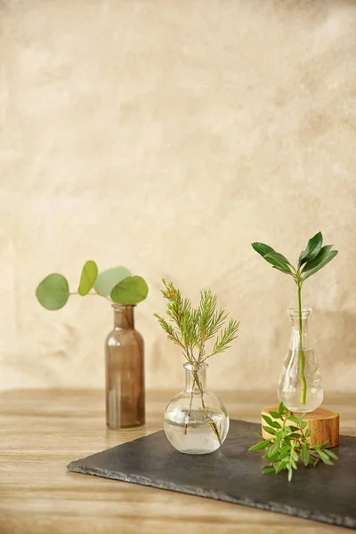 Plantas en diferentes jarrones de vidrio —  Fotos de Stock