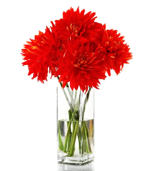 Hermosas flores de dalia roja en jarrón — Foto de Stock