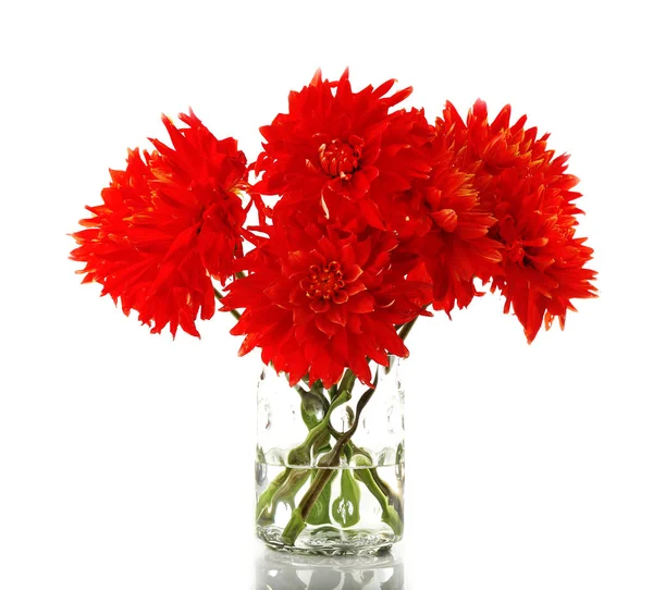 Beautiful red dahlia flowers in vase — Stock Photo, Image