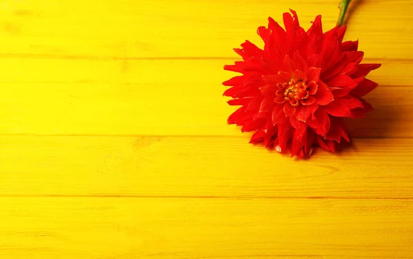 Красива червона квітка далії — стокове фото