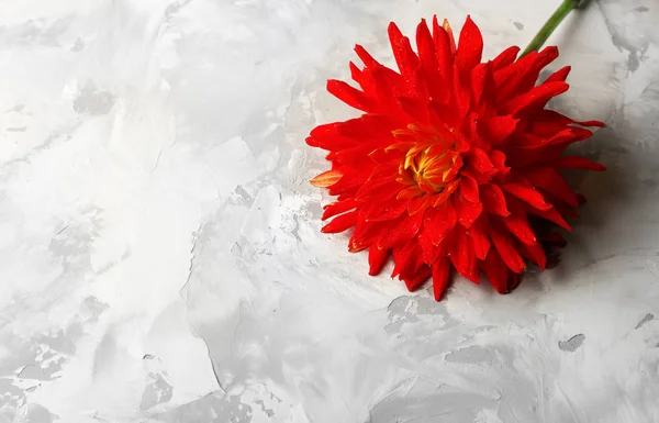 Красива червона квітка далії — стокове фото
