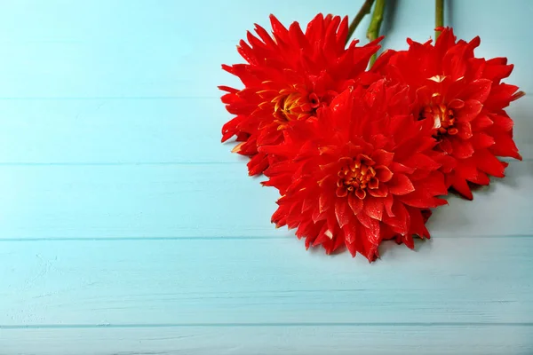 Hermosas flores rojas de Dahlia — Foto de Stock