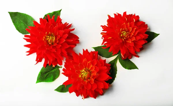 Beautiful red dahlia flowers — Stock Photo, Image