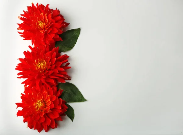 Красиві червоні квіти далії — стокове фото