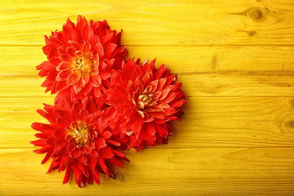 Hermosas flores rojas de Dahlia —  Fotos de Stock