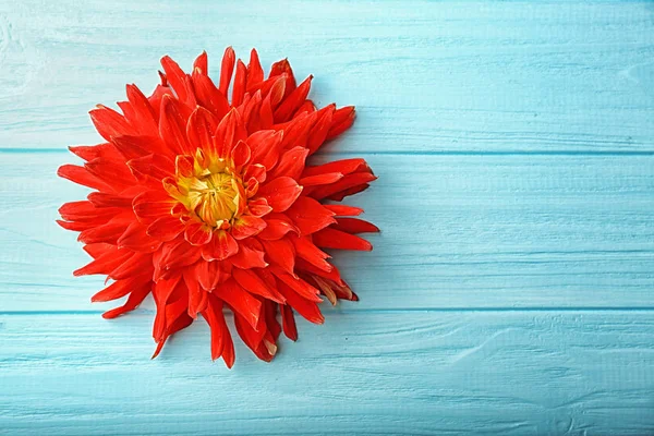 Hermosa flor de dalia roja — Foto de Stock