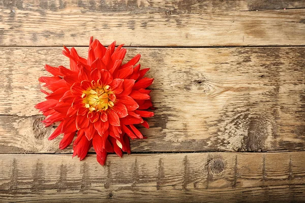 Krásná červená dahlia květina — Stock fotografie