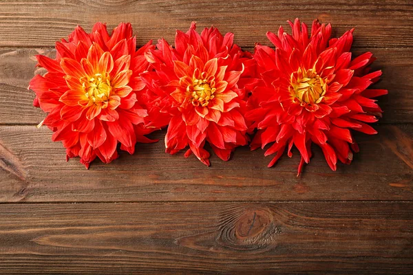 Hermosas flores rojas de Dahlia — Foto de Stock