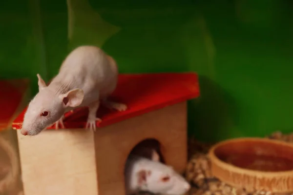 Decoratieve haarloze ratten in kooi — Stockfoto