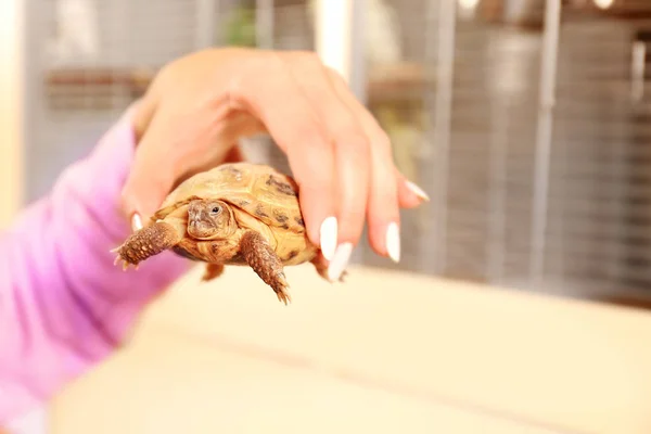 Main féminine tenant tortue mignonne — Photo