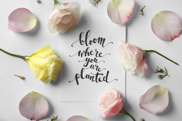 Citazione "Bloom dove siete piantati " — Foto Stock
