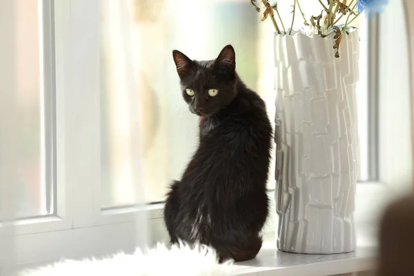 Bonito preto gato — Fotografia de Stock