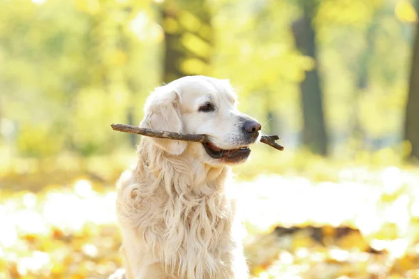 Funny labrador with stick — Stock Photo, Image