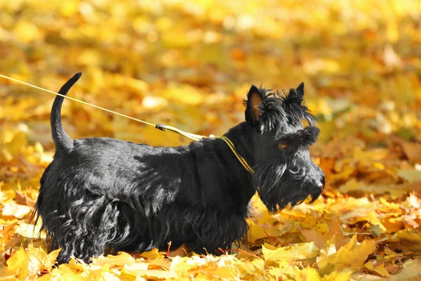 Divertente scotch terrier — Foto Stock