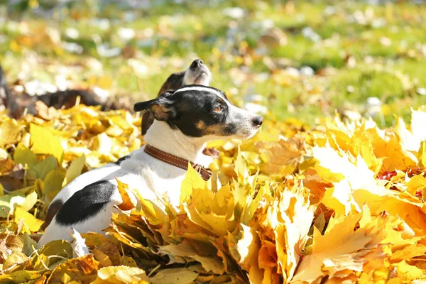 Terrieres engraçados de Jack Russell — Fotografia de Stock