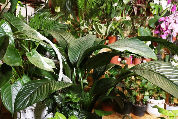 Plant with big green leaves, closeup — Stock Image Plant with big green leaves, closeup Stock Image