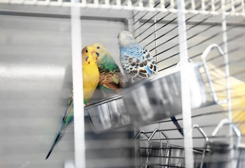 Beautiful colorful parakeets in cage