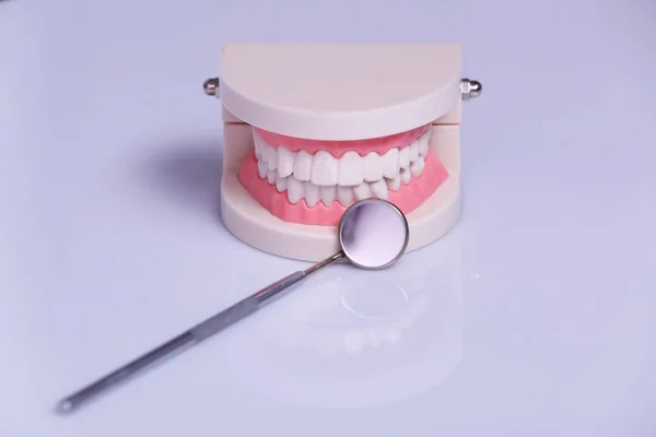 Modelo de mandíbula dentária e espelho na mesa — Fotografia de Stock