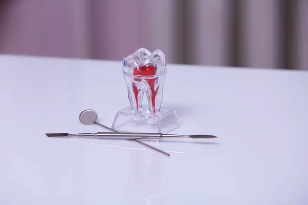 Modelo dentário e ferramentas na mesa — Fotografia de Stock