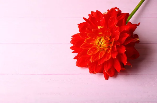 Gyönyörű piros dália virág — Stock Fotó
