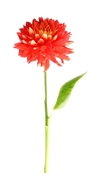 Krásná červená dahlia květina — Stock fotografie