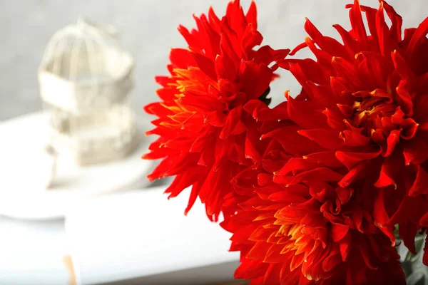 Red dahlia flowers — Stock Photo, Image