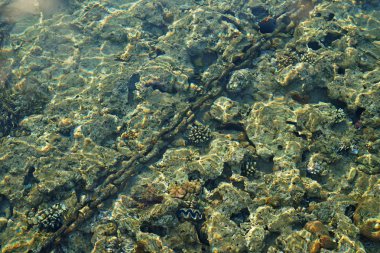 mercan resifleri saf deniz suyu ile