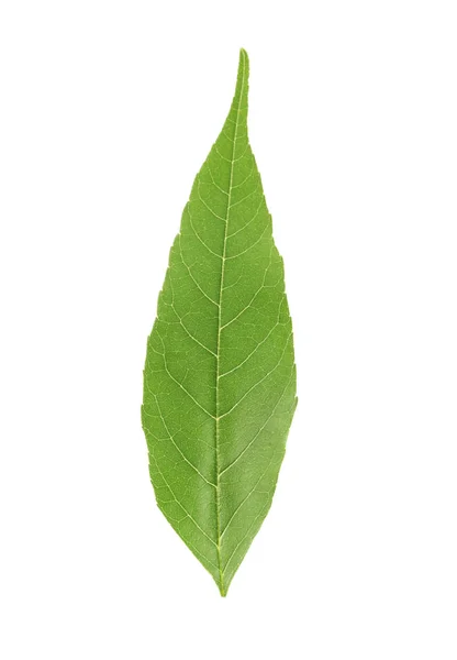 Färska gröna blad — Stockfoto