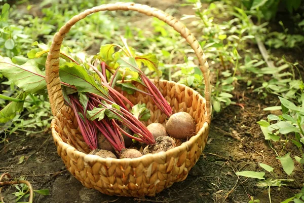 Nyplockade rödbetor i en korg på naturlig bakgrund — Stockfoto